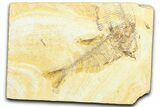 Detailed Fossil Fish (Diplomystus) - Wyoming #360740-1